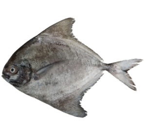 Black Pomfret