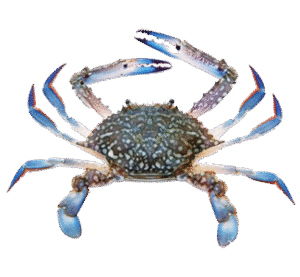 Khekda (Crab) खेकडा