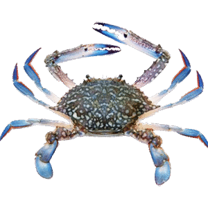 Khekda (Crab) खेकडा