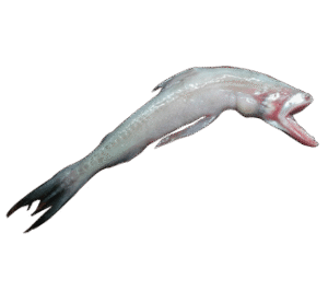 Bombil (Bombay Duck) बोम्बिल 
