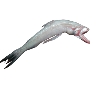 Bombil (Bombay Duck) बोम्बिल