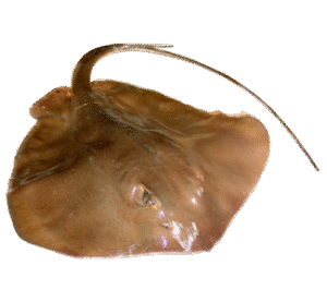 Wagli (Ray Fish) वागळी