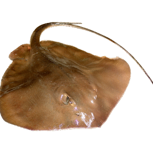 Wagli (Ray Fish) वागळी