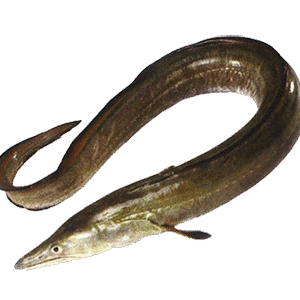 Waam (eel) वाम