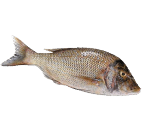 Tambosa (Red Snapper) तांबोसा