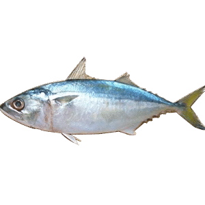 🐟 Indian Mackerel / बांगडा मासा