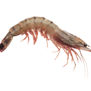 Jhinga (Prawns) झिंगा - कोळंबी