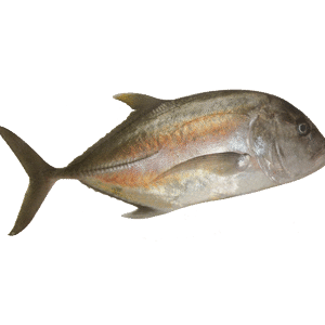 Koker (Long Fin Cavalla) कोकेरी