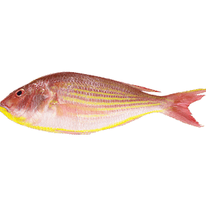 Rani fish (Finned Bulleye) राणी मासा