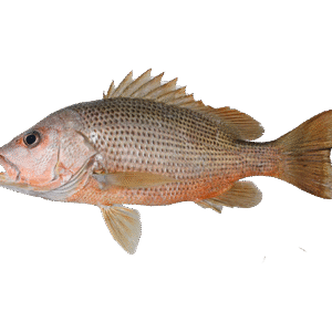 Tambosa (Red Snapper) तांबोसा
