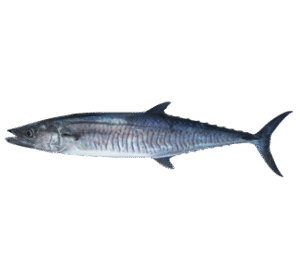 King Fish