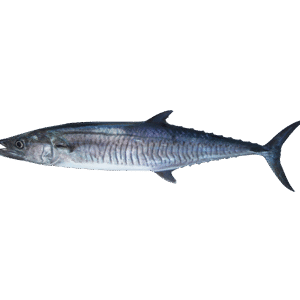 King Fish
