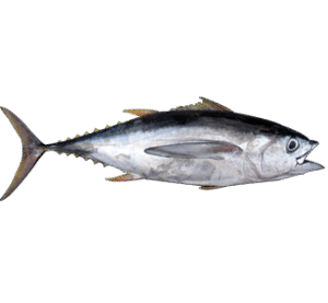 Tuna