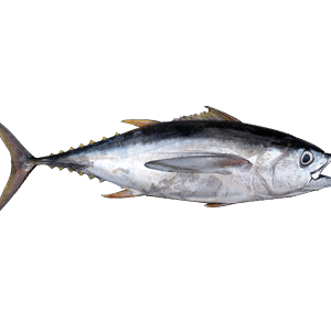 Tuna