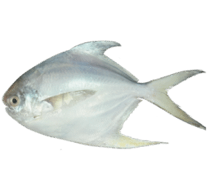 Pomfret