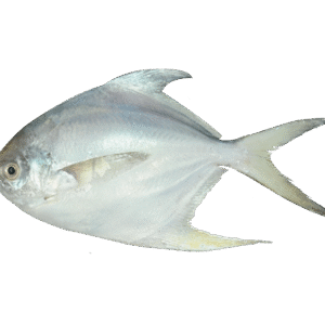 Pomfret