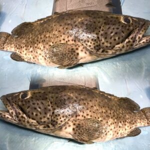 Gobra (Reef Cod / Rock Fish) गोबरा