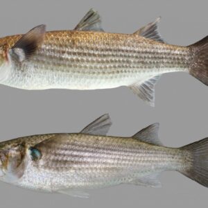 Boir (Mullet) बोयर