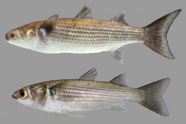 Boir (Mullet) बोयर