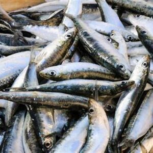 Tarli (Sardine) तारळी पड़वा, वाशी