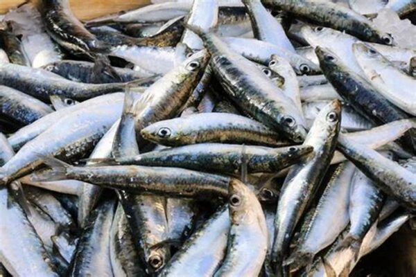 Tarli (Sardine) तारळी पड़वा, वाशी