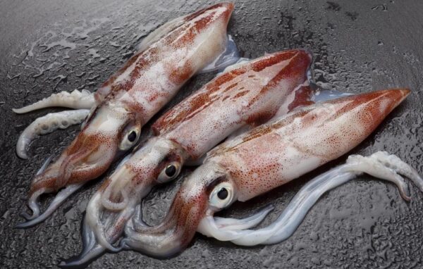 Mhakul (Squid) माकूळ