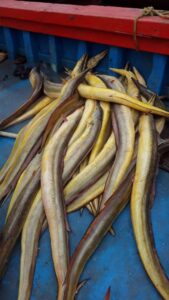 Waam (eel) वाम 